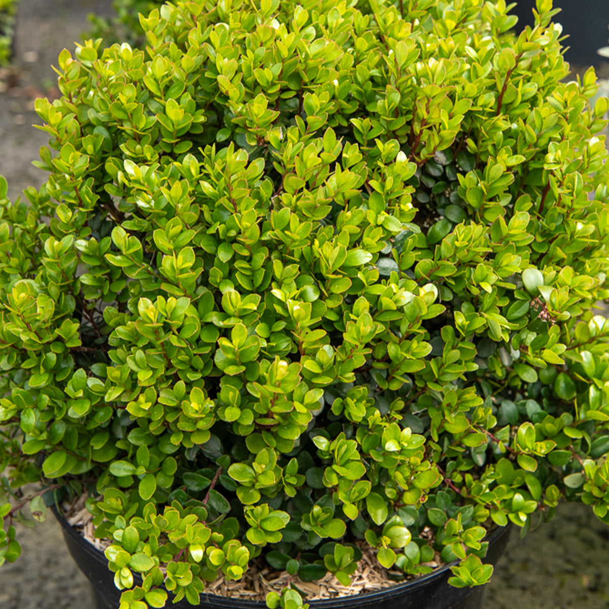 Myrsine africana - Afrikaanse buxus - Mediterrane planten