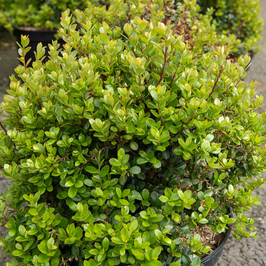 Afrikaanse buxus - Bakker