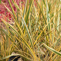 Nieuw-Zeelandse vlas Golden Ray - Phormium tenax Golden Ray - Bakker