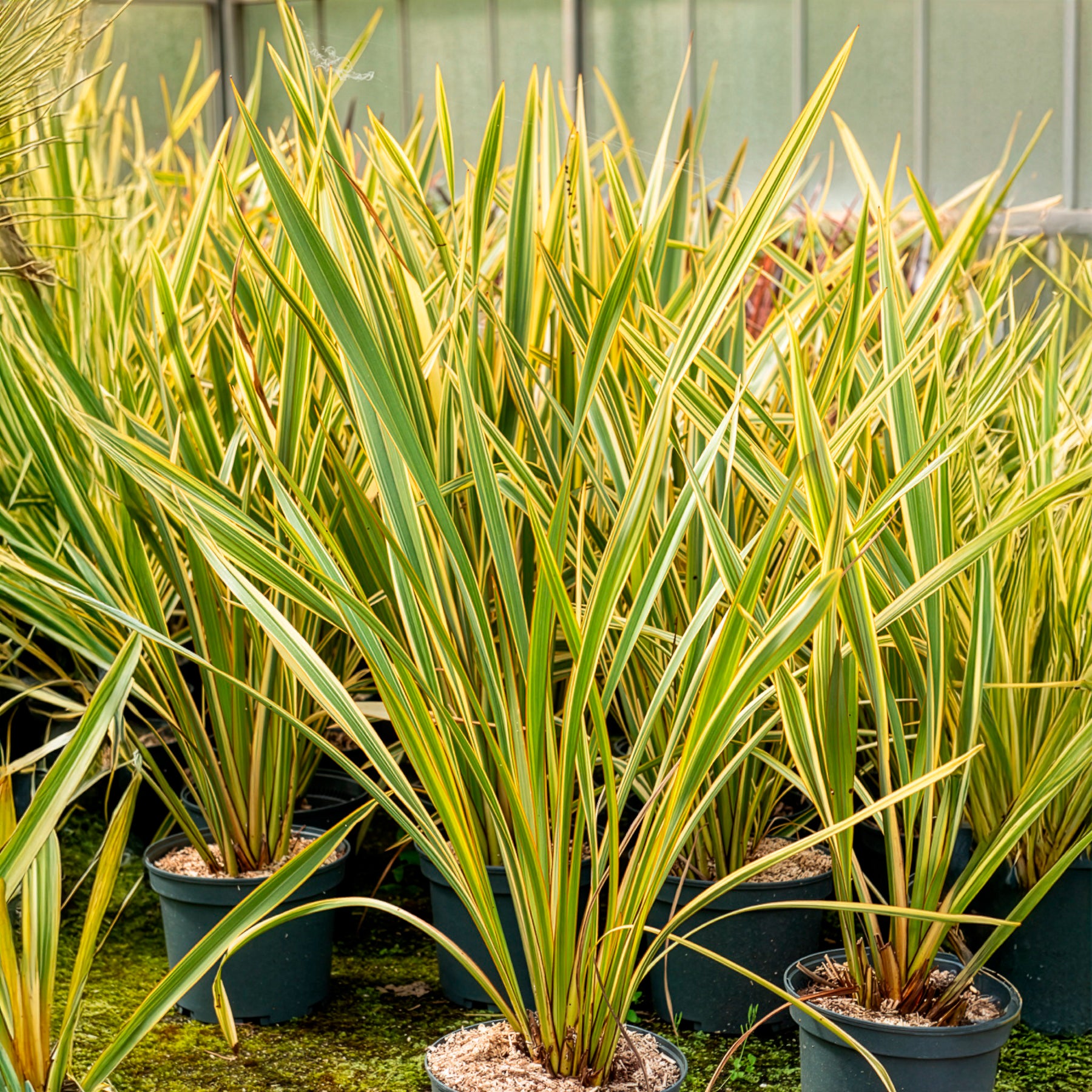 Phormium tenax Golden Ray - Nieuw-Zeelandse vlas Golden Ray - Nieuw-Zeelands vlas - Phormium