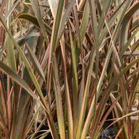 Nieuw-Zeelandse vlas Rainbow Queen - Phormium tenax Rainbow Queen - Bakker