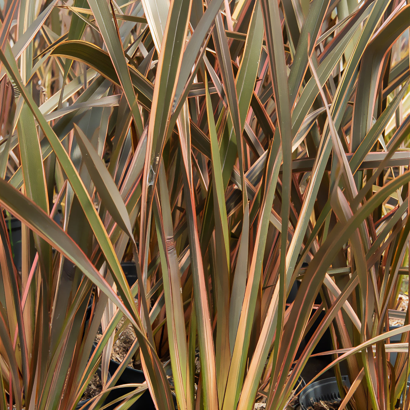 Nieuw-Zeelandse vlas Rainbow Queen - Phormium tenax Rainbow Queen - Bakker