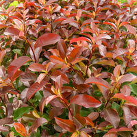 Photinia x fraseri Camilvy - Photinia x fraseri Camilvy - Bakker