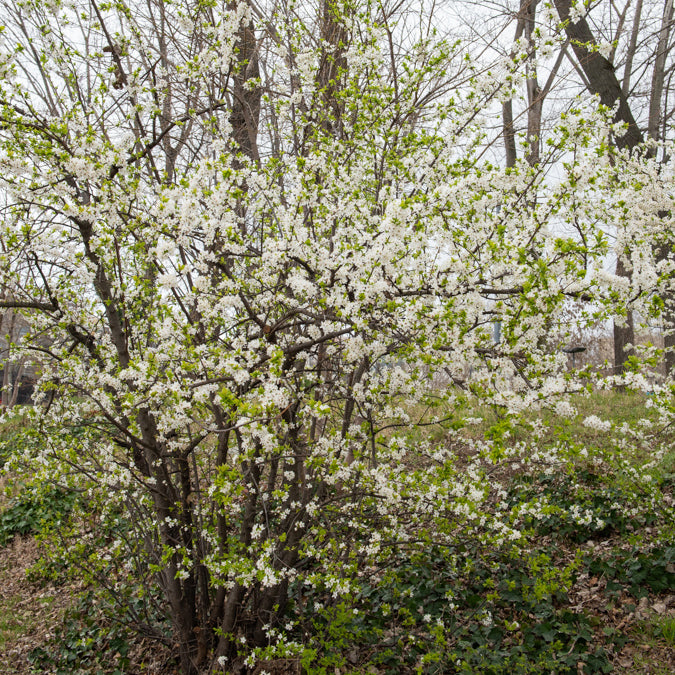 Sleedoorn - Prunus spinosa - Bakker