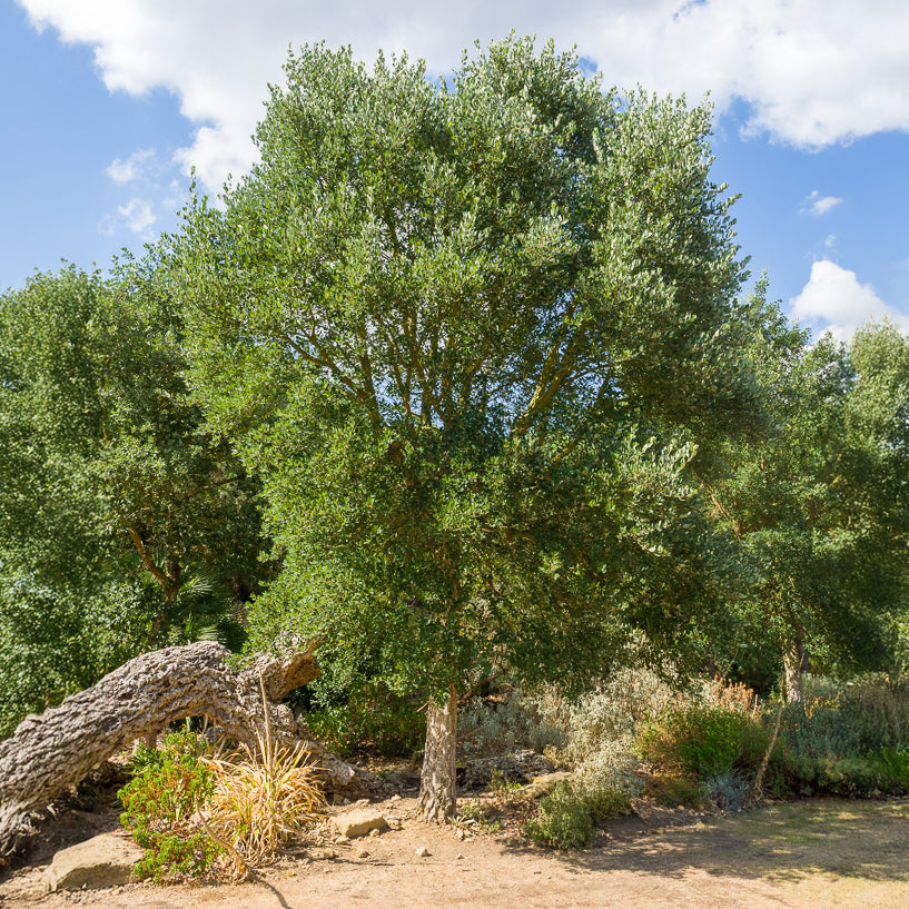 Kurkeik - Quercus suber - Bakker