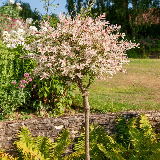 Bonte wilg 'Flamingo' - op stam - Salix integra Flamingo - Bakker