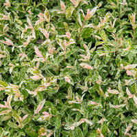 Salix integra Flamingo - Bonte wilg 'Flamingo' - op stam - Wilg
