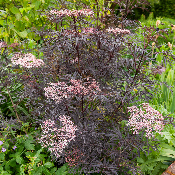 Zwarte vlier Black Lace® - Bakker