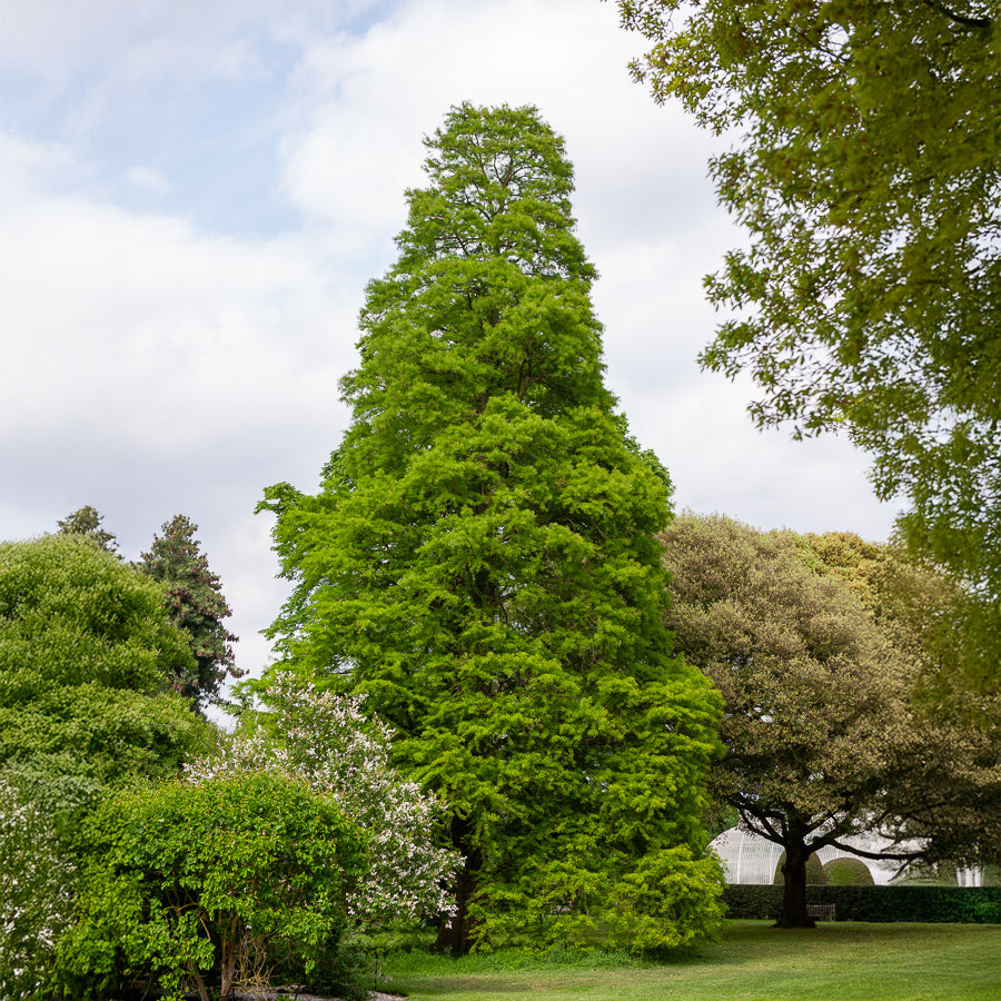 Moerascipres - Taxodium distichum - Bakker