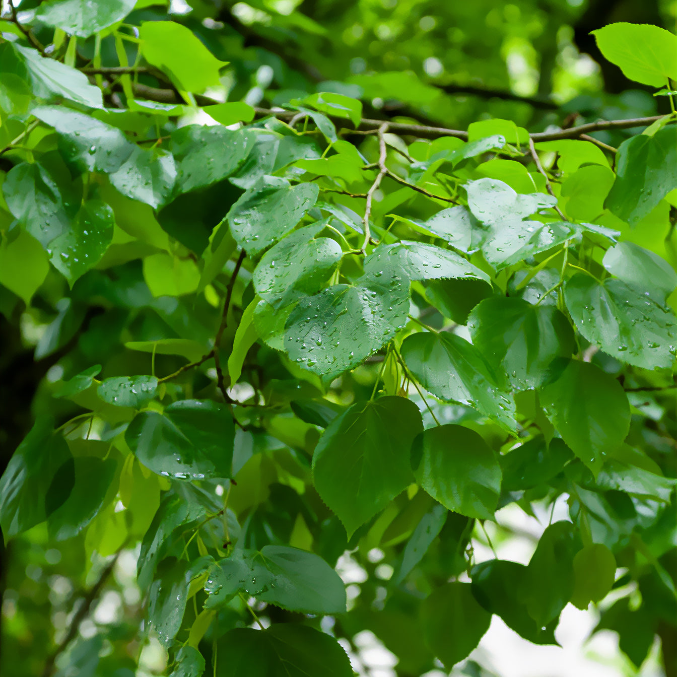 Krimlinde Euchlora - Bakker