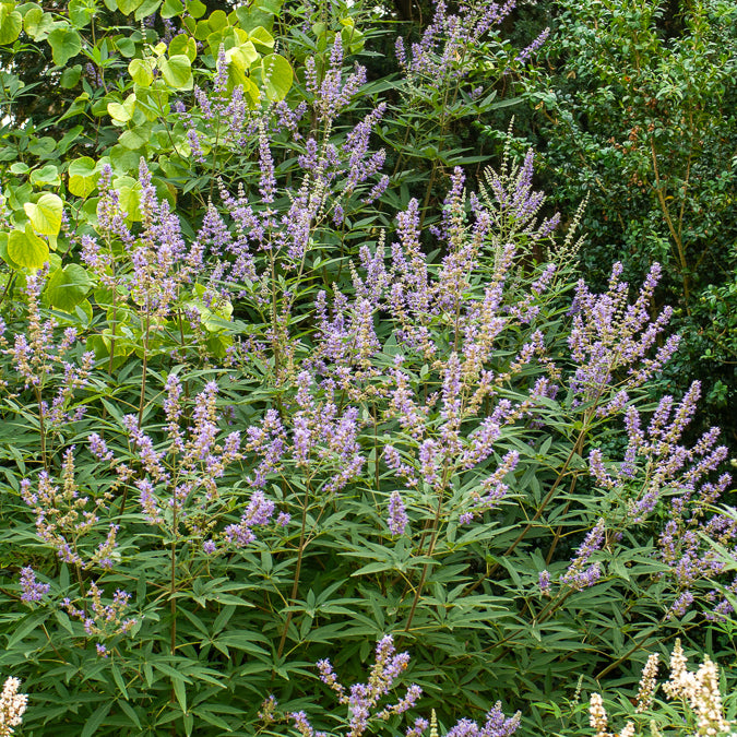 Grote blad monnikspeper - Bakker