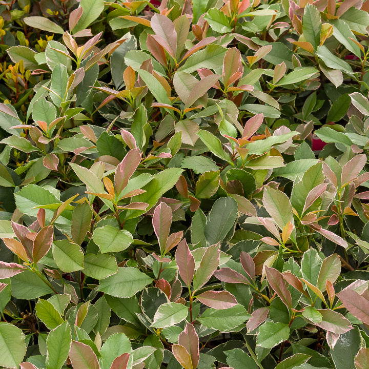 Photinia fraseri Louise - Bakker