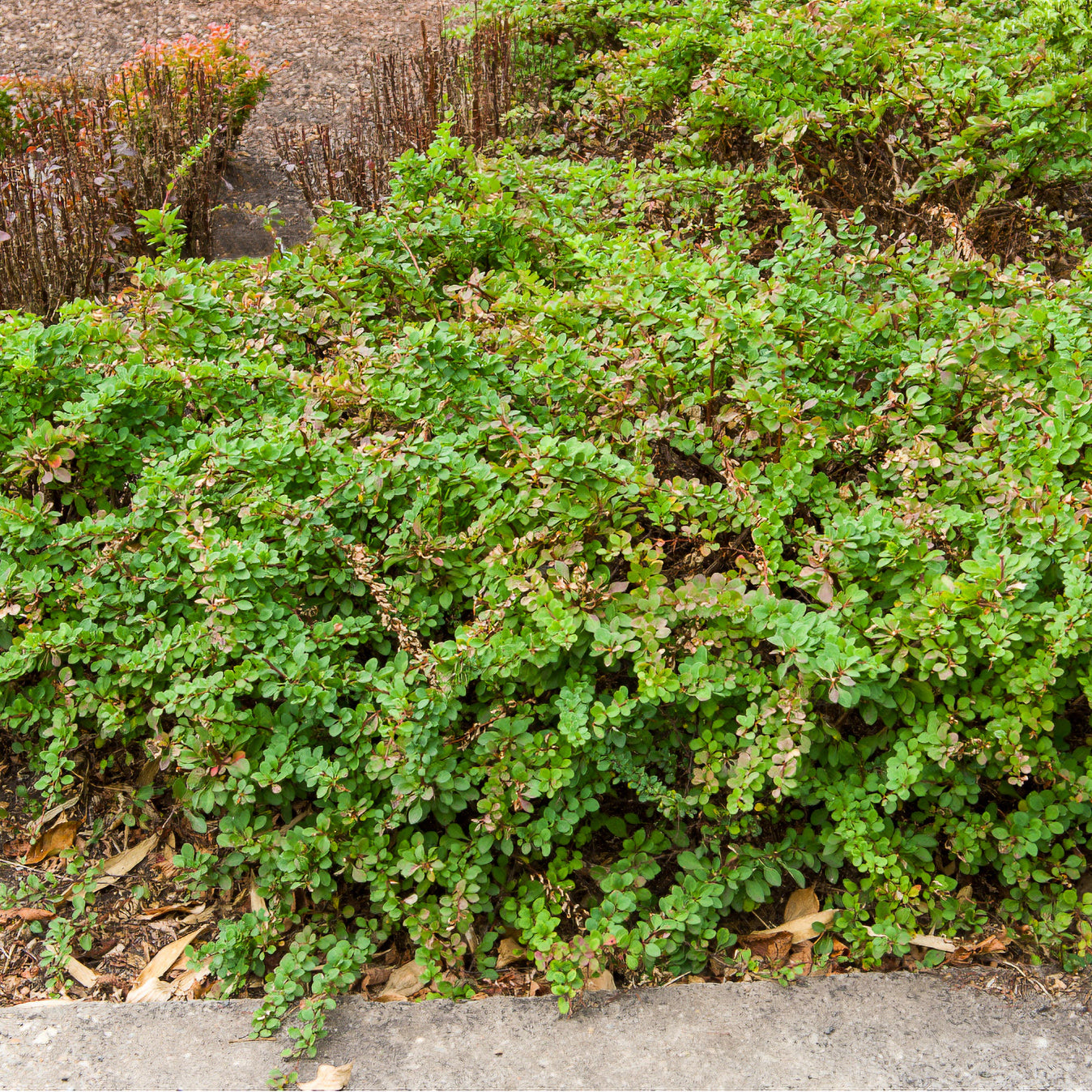 Berberis thunbergii Golden Rocket - Thunberg struik Golden Rocket - Heesters