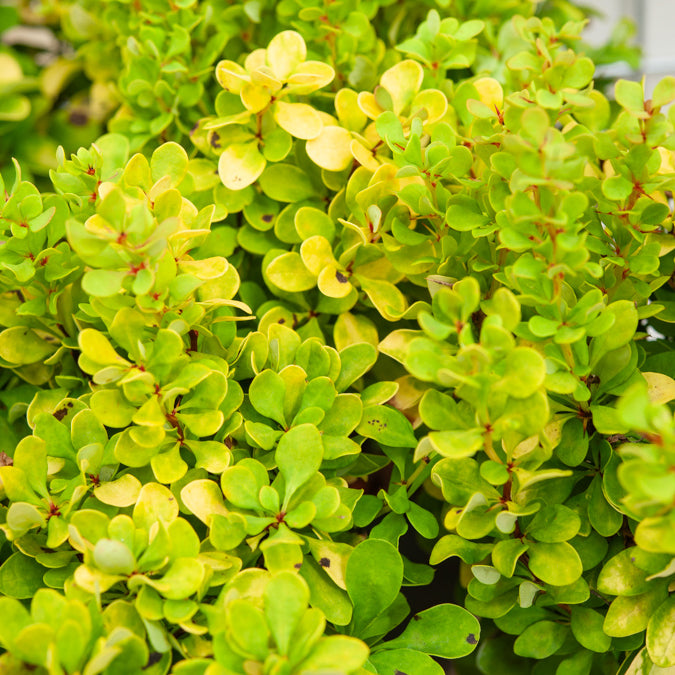 Thunberg struik Golden Rocket - Berberis thunbergii Golden Rocket - Bakker