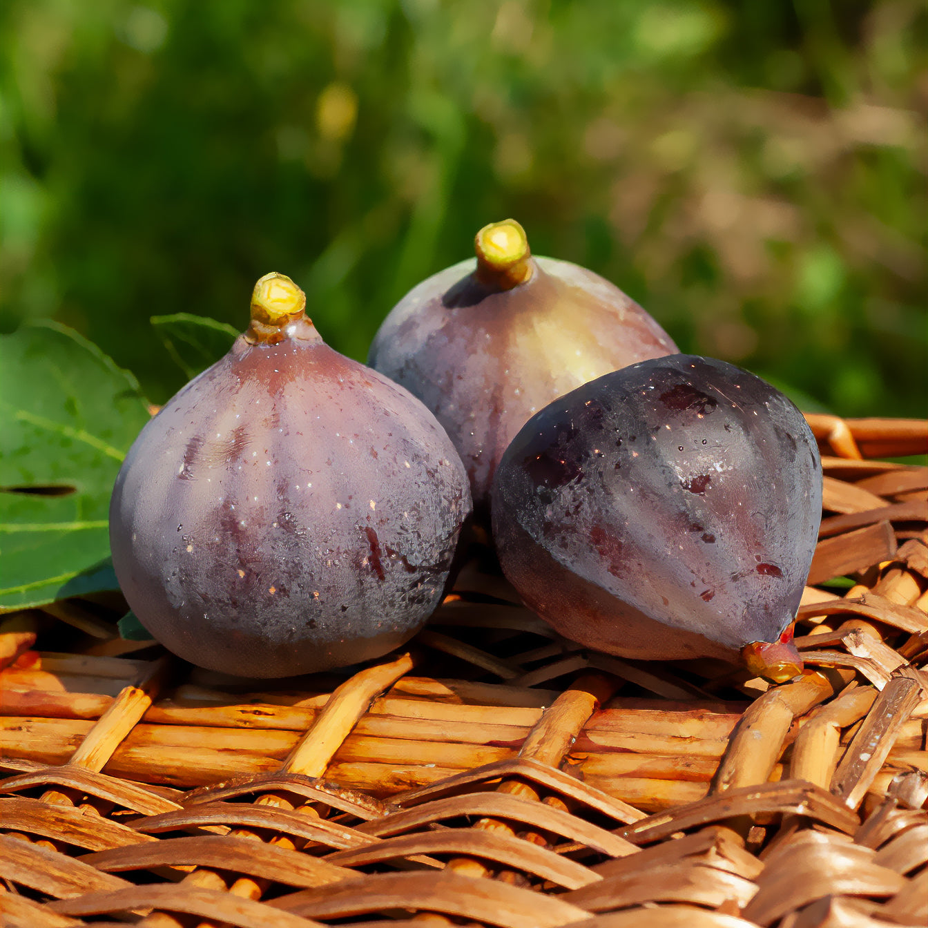 Vijgenviolette Dauphine - Ficus carica Violette Dauphine - Bakker