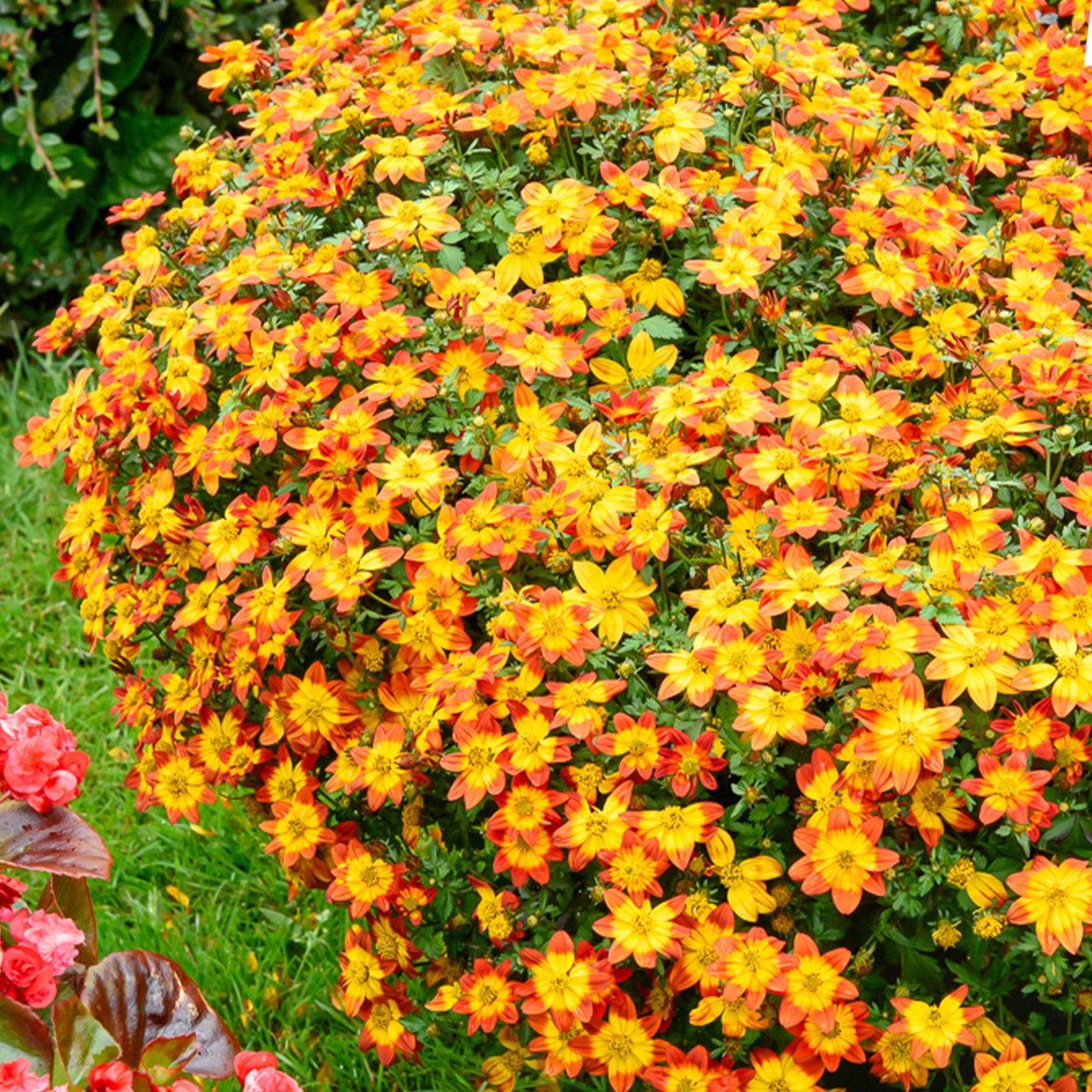 Bidens Blazing Glory - Bakker