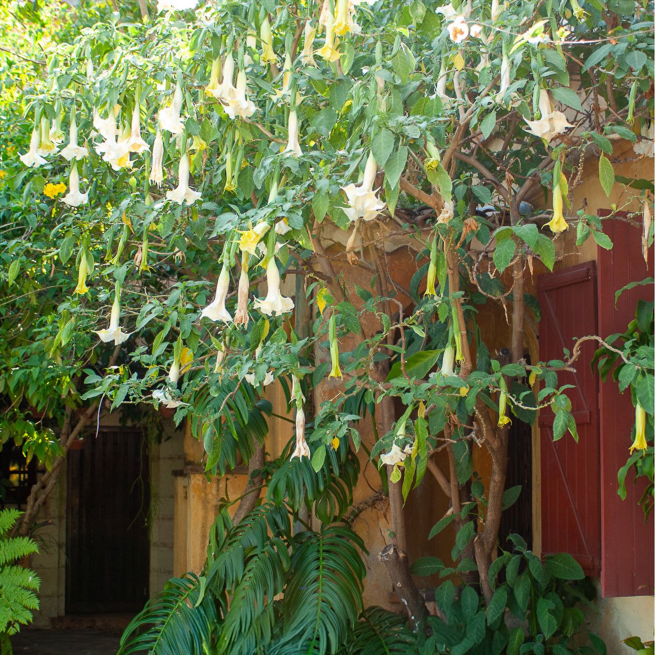 Balkon- en terrasplanten - Brugmansia - Brugmansia arborea