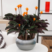 Calathea Crocata / Eeuwige vlam - Calathea crocata - Bakker