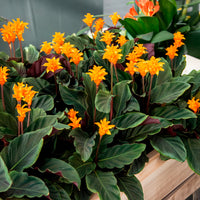 Calathea - Calathea Crocata / Eeuwige vlam - Calathea crocata