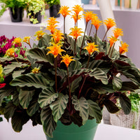 Calathea crocata - Calathea Crocata / Eeuwige vlam - Calathea