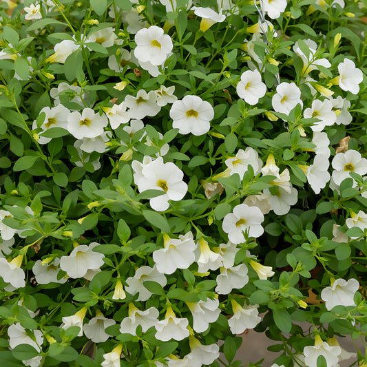 Witte mini-petunia (x3) - Bakker