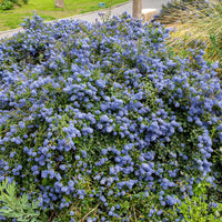 Ceanothus Concha - Ceanothus Concha / Amerikaanse sering  - Bloeiende heesters