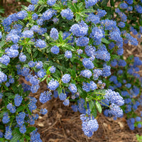 Ceanothus Concha / Amerikaanse sering  - Ceanothus Concha - Bakker