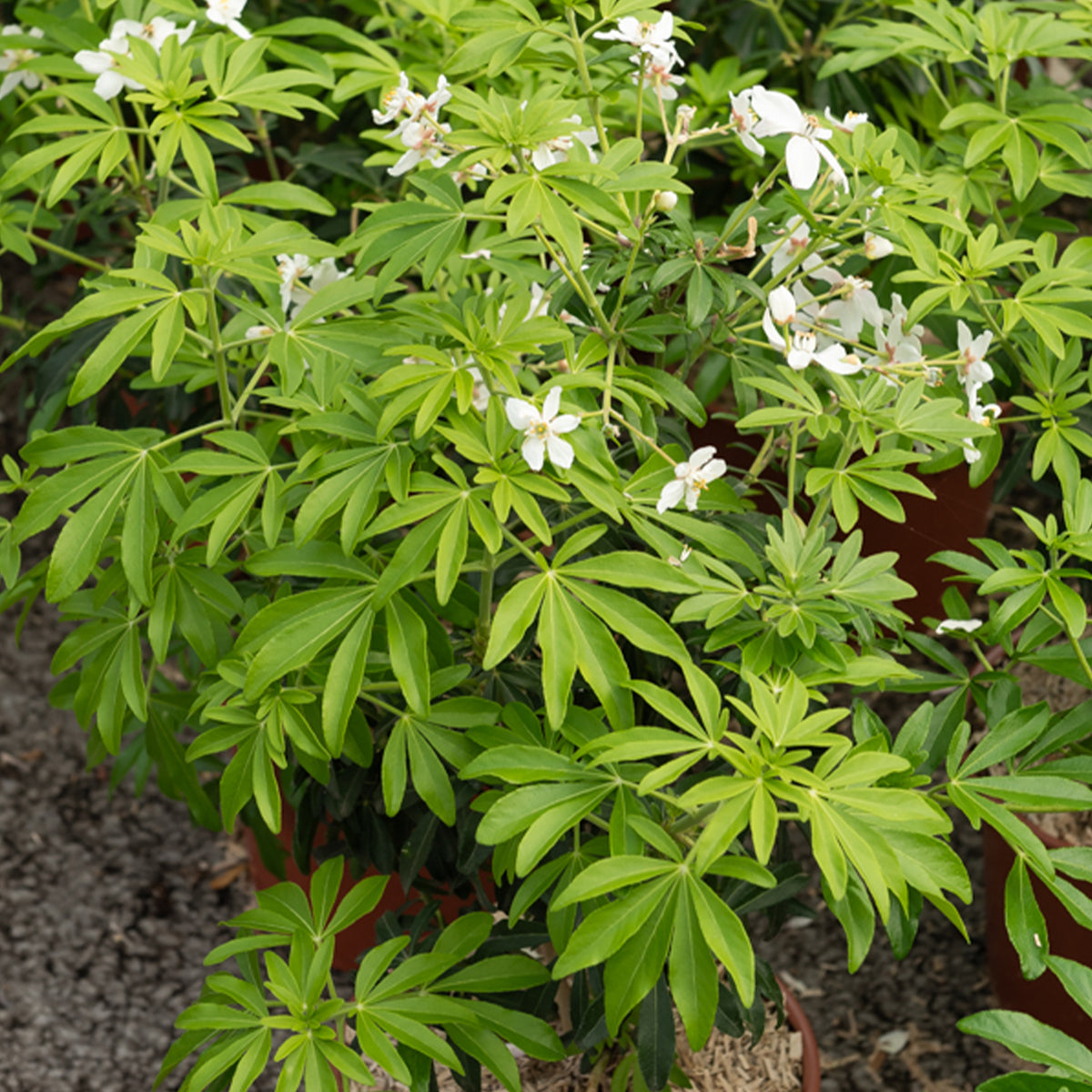 Mexicaanse oranjebloesem Green Fingers® - Bakker