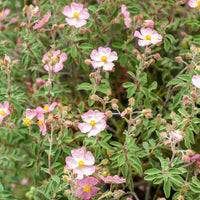 Cistus Silver Pink - Cistus x argenteus Silver Pink - Bakker