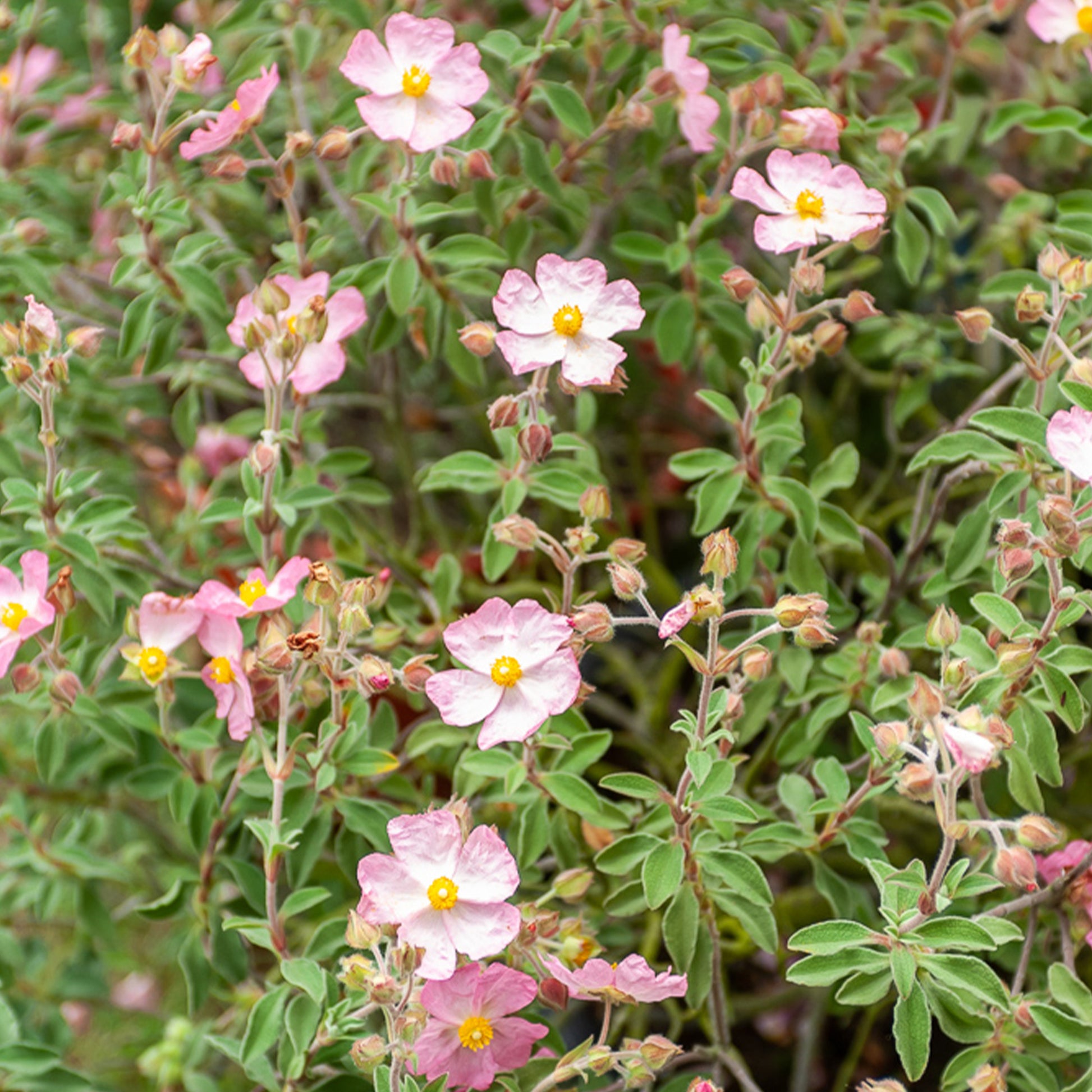 Cistus Silver Pink - Cistus x argenteus Silver Pink - Bakker