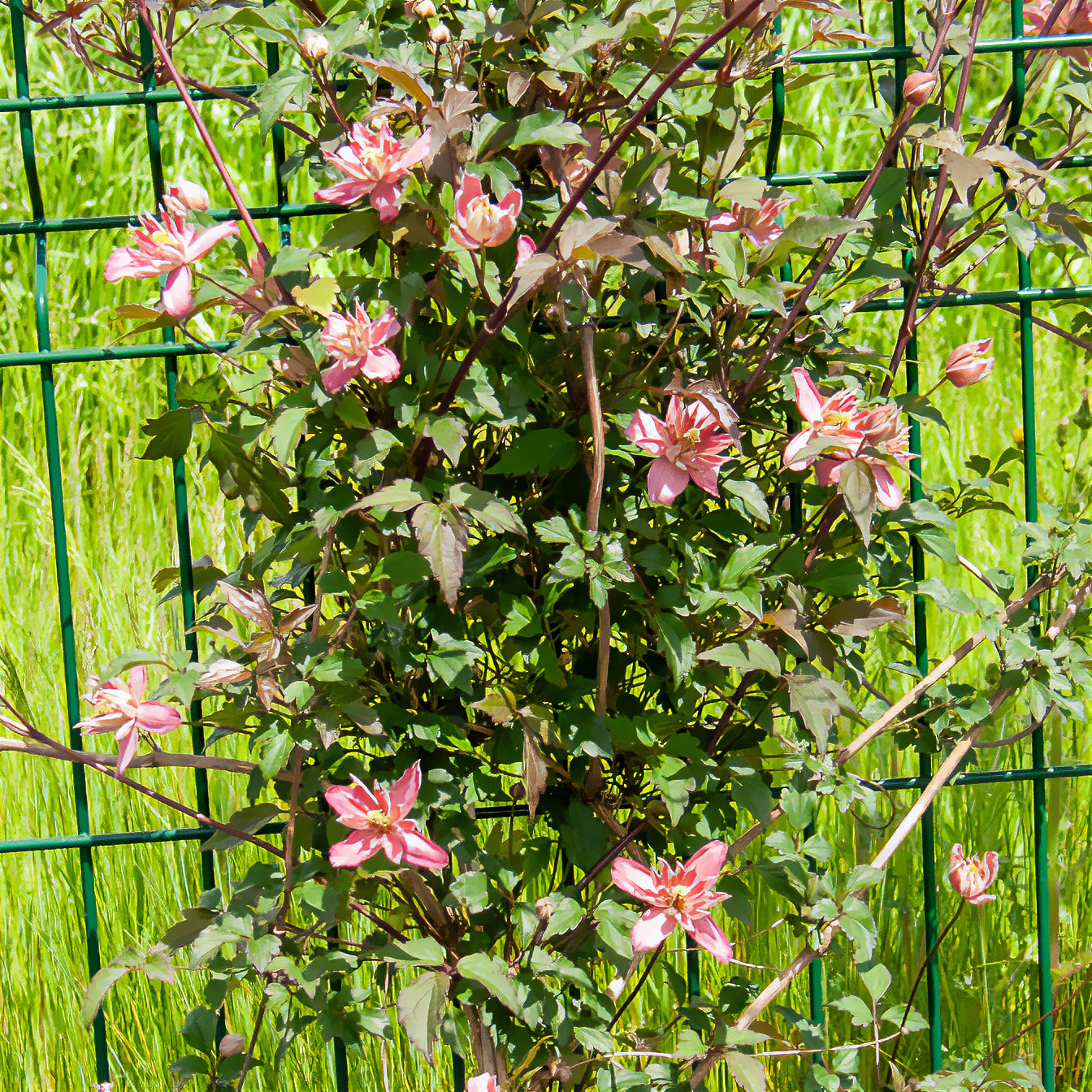 Clematis - Bosrank 'Broughton Star' - Clematis montana Broughton star