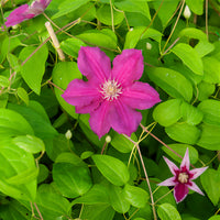 Clematis viticella Ernest markham - Bosrank 'Ernest Markham'  - Clematis