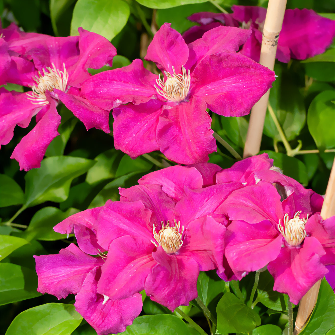 Clematis - Bosrank 'Ernest Markham'  - Clematis viticella Ernest markham