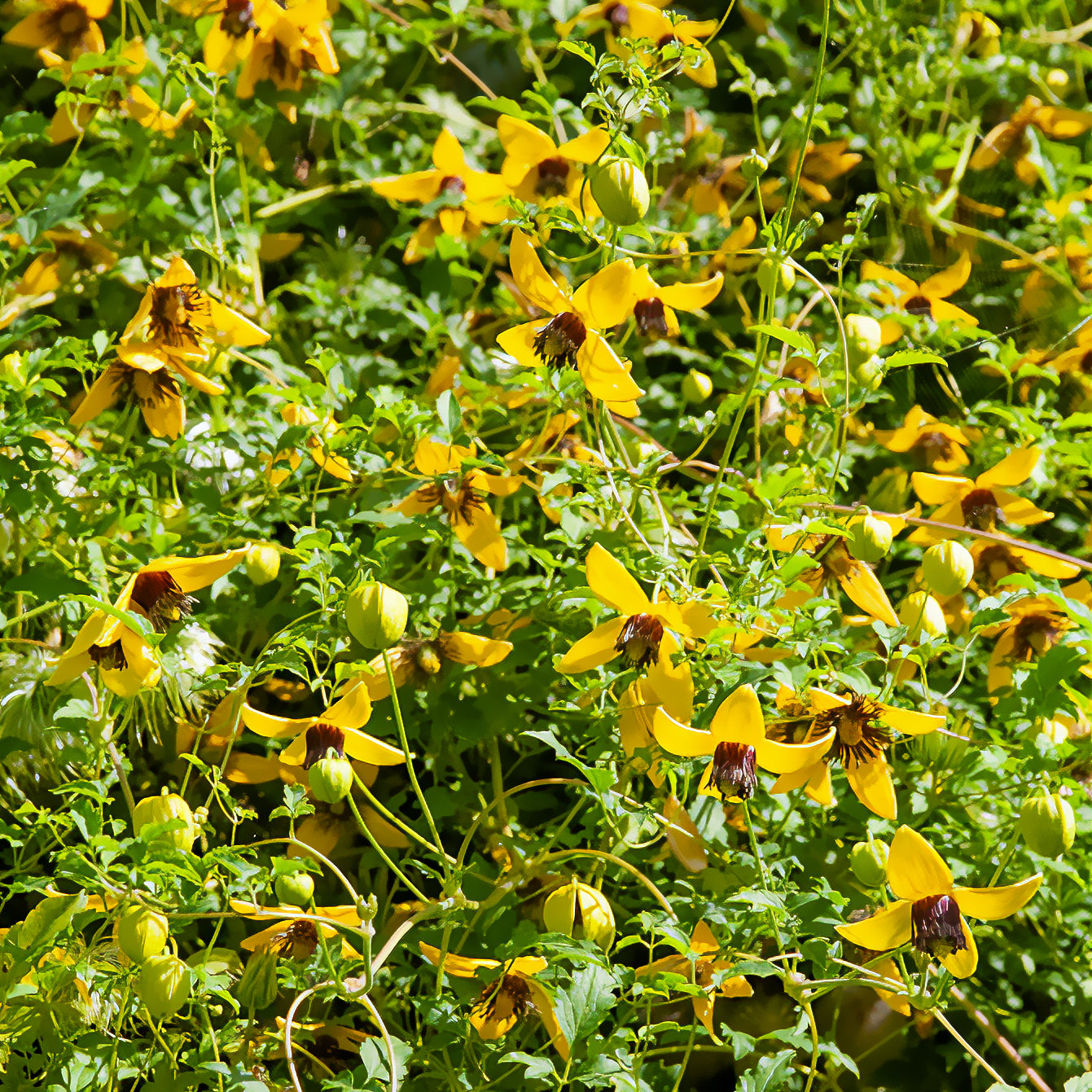 Gouden Tiara® Clematis - Bakker