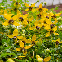 Clematis - Gouden Tiara® Clematis - Clematis tangutica Golden Tiara®Kugotia