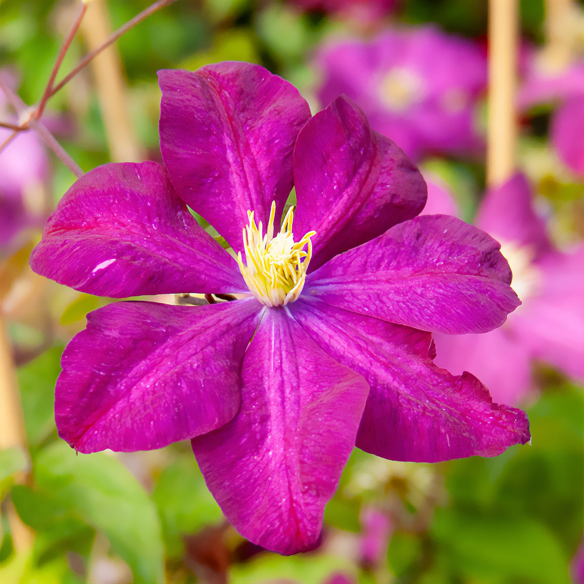 Verkoop Bosrank 'Niobe' - Clematis Niobe