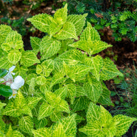 Siernetel Electric Lime - Coleus Electric Lime - Bakker