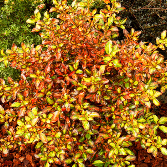 Coprosma 'Evening Glow' / Spiegelplant - Bakker
