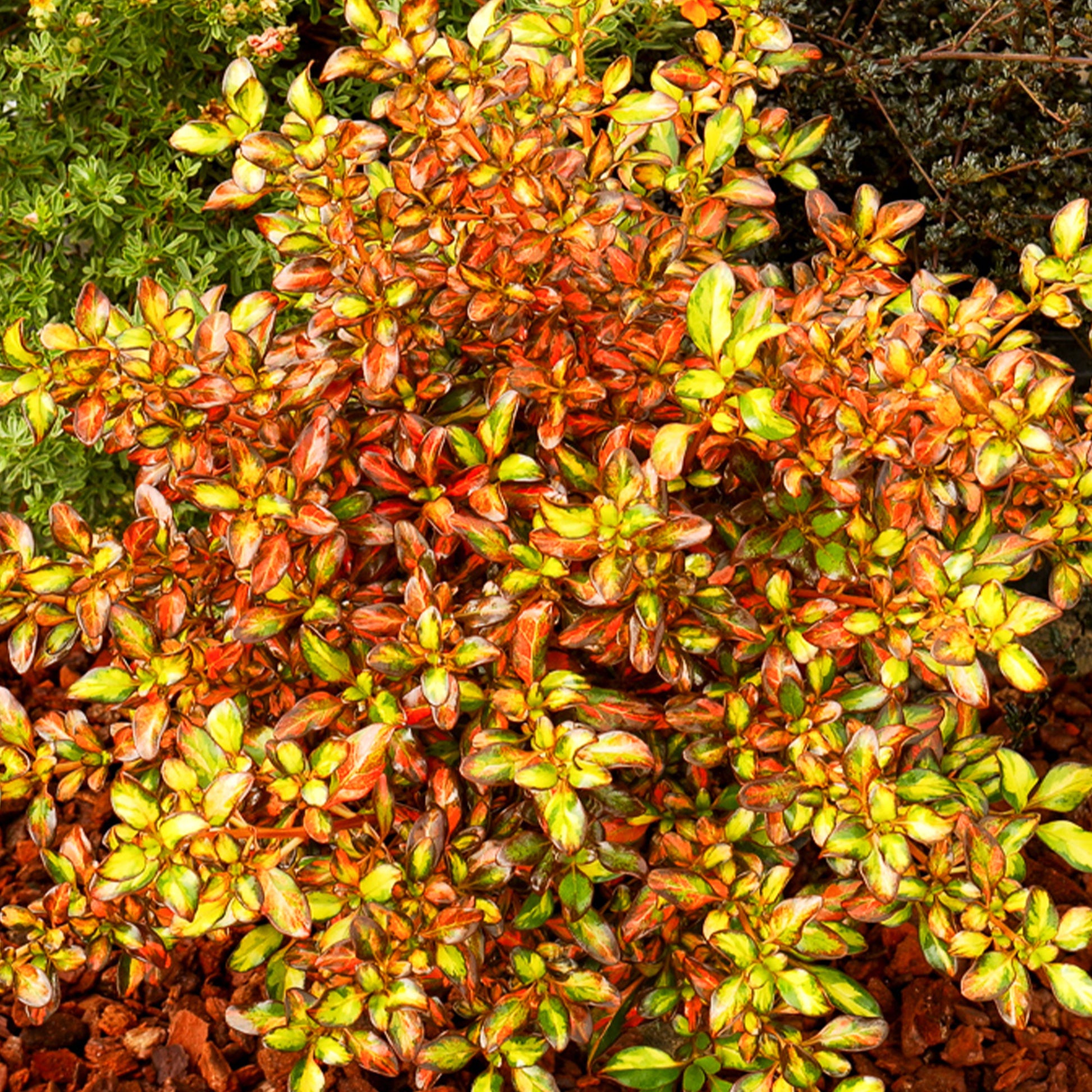 Coprosma 'Evening Glow' / Spiegelplant - Bakker