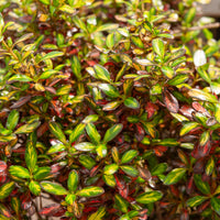 Coprosma 'Evening Glow' / Spiegelplant - Coprosma Evening Glow ® - Bakker