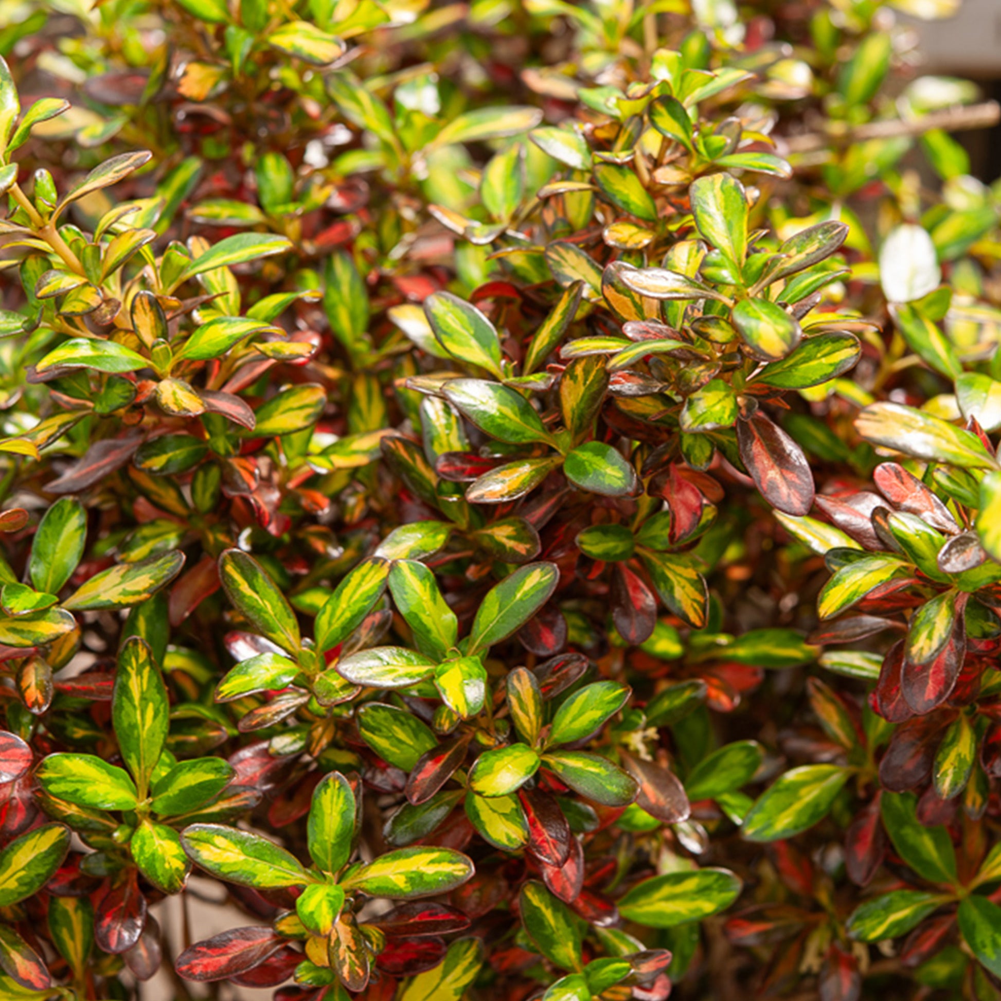 Coprosma 'Evening Glow' / Spiegelplant - Coprosma Evening Glow ® - Bakker