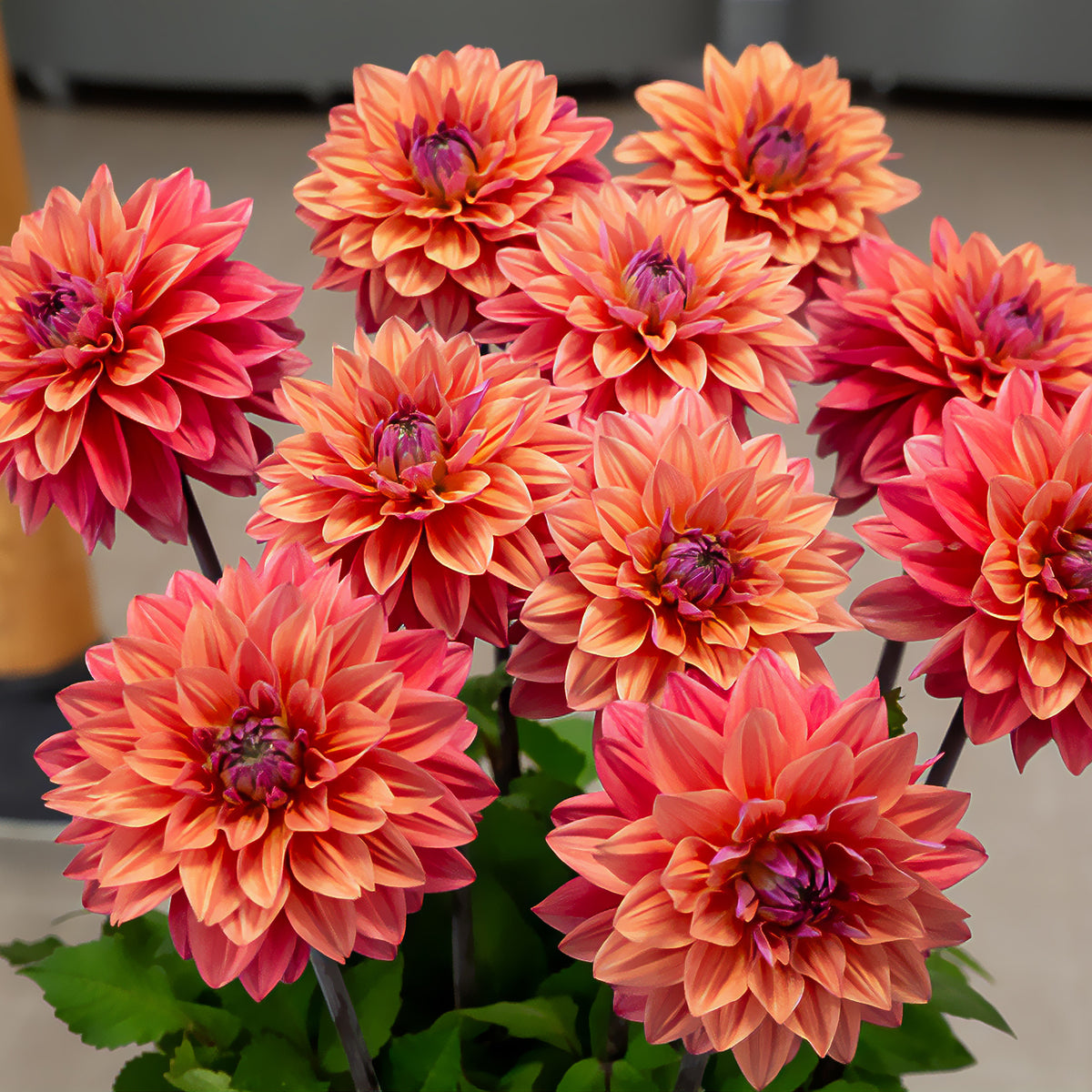Decoratieve dahlia 'American Dawn' (x3) - Dahlia American Dawn - Bakker