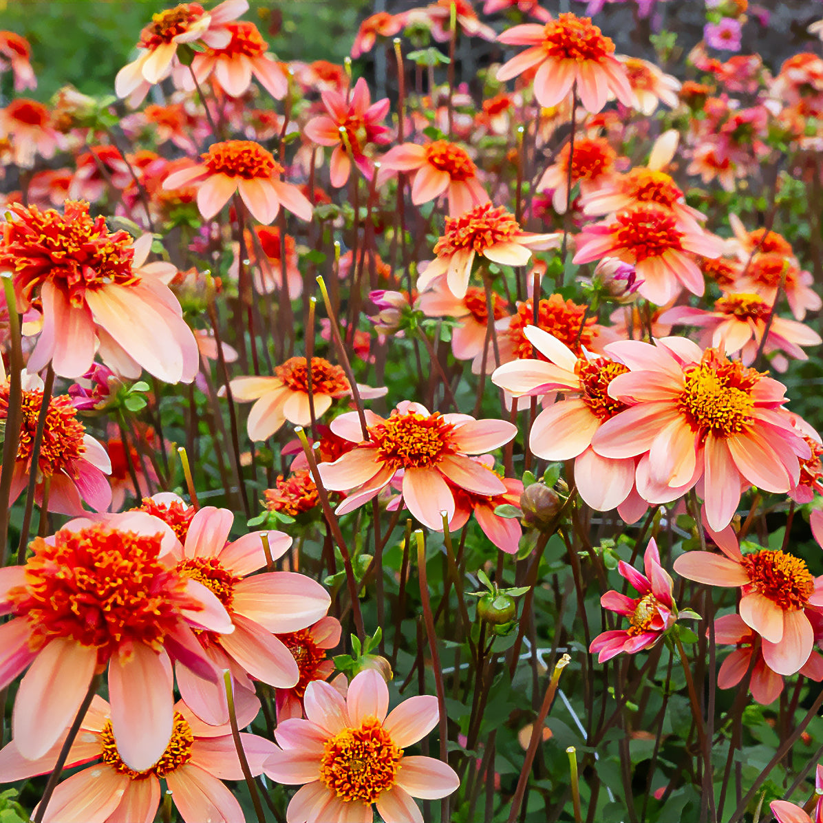 Dahlia 'Totally Tangerine' - Dahlia Totally Tangerine - Bakker