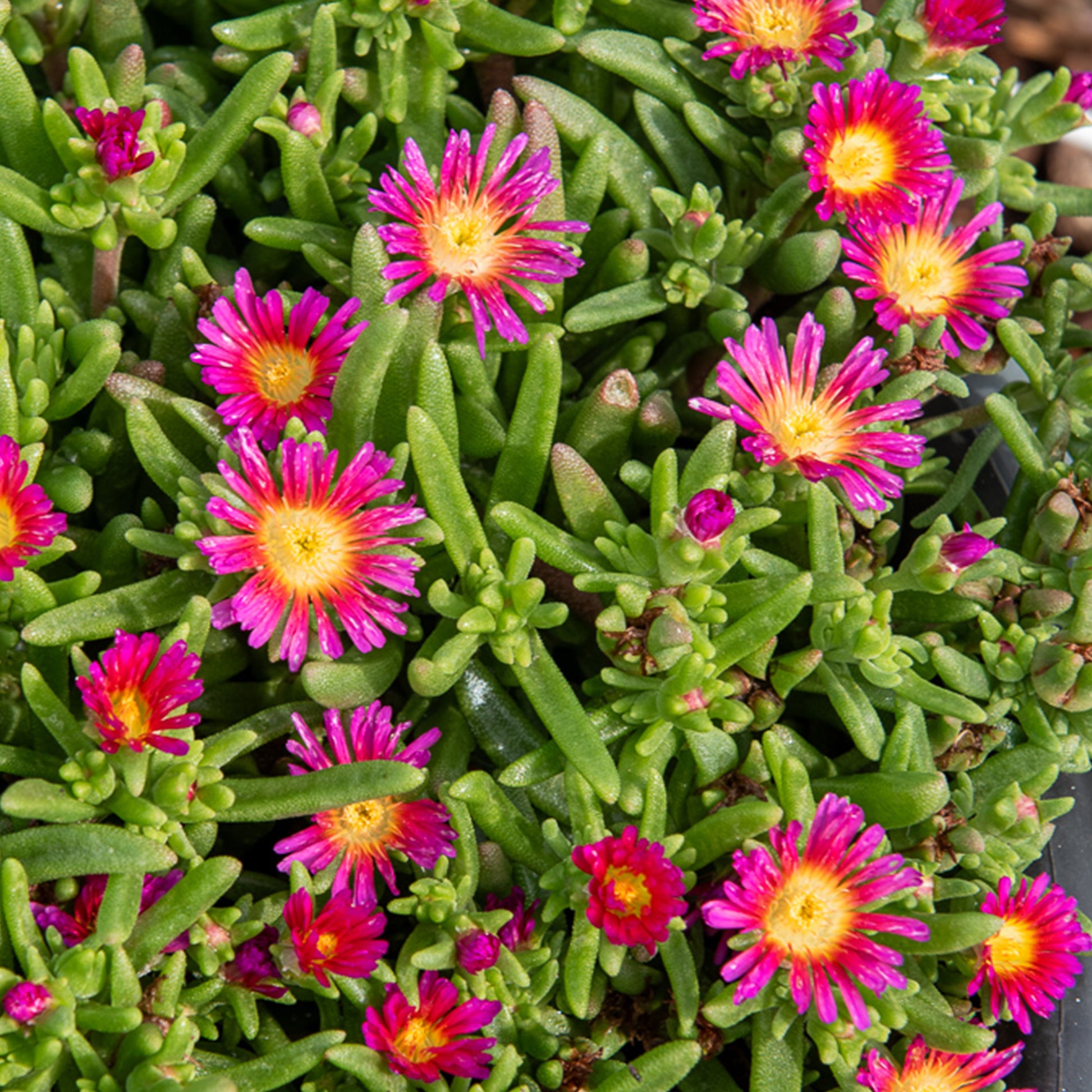 Delosperma Wheels of Wonder® Hot Pink - Delosperma roze wonder - Delosperma