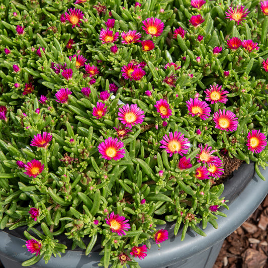 Delosperma roze wonder - Bakker