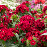 Rode anjer  - Dianthus barbatus Barbarini Red - Bakker