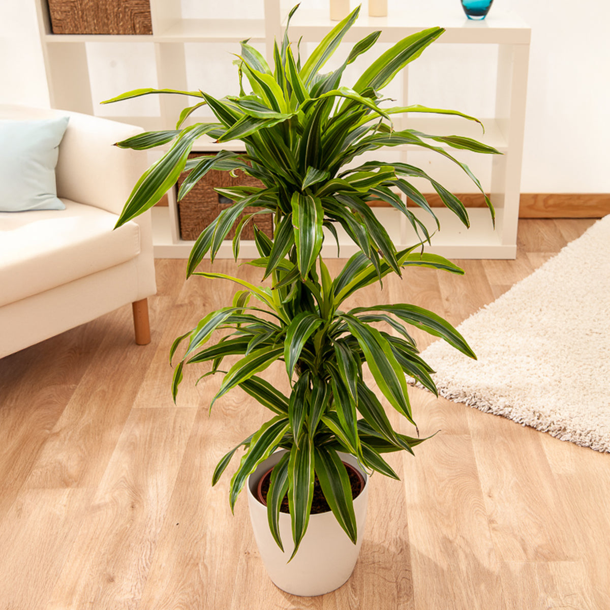 Dracaena 'Lemon Lime / / Drakenbloedboom - Dracaena fragrans Lemon Lime - Bakker