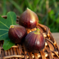 Vijgenboom 'Ronde de Bordeaux' - Ficus carica Ronde de Bordeaux - Bakker