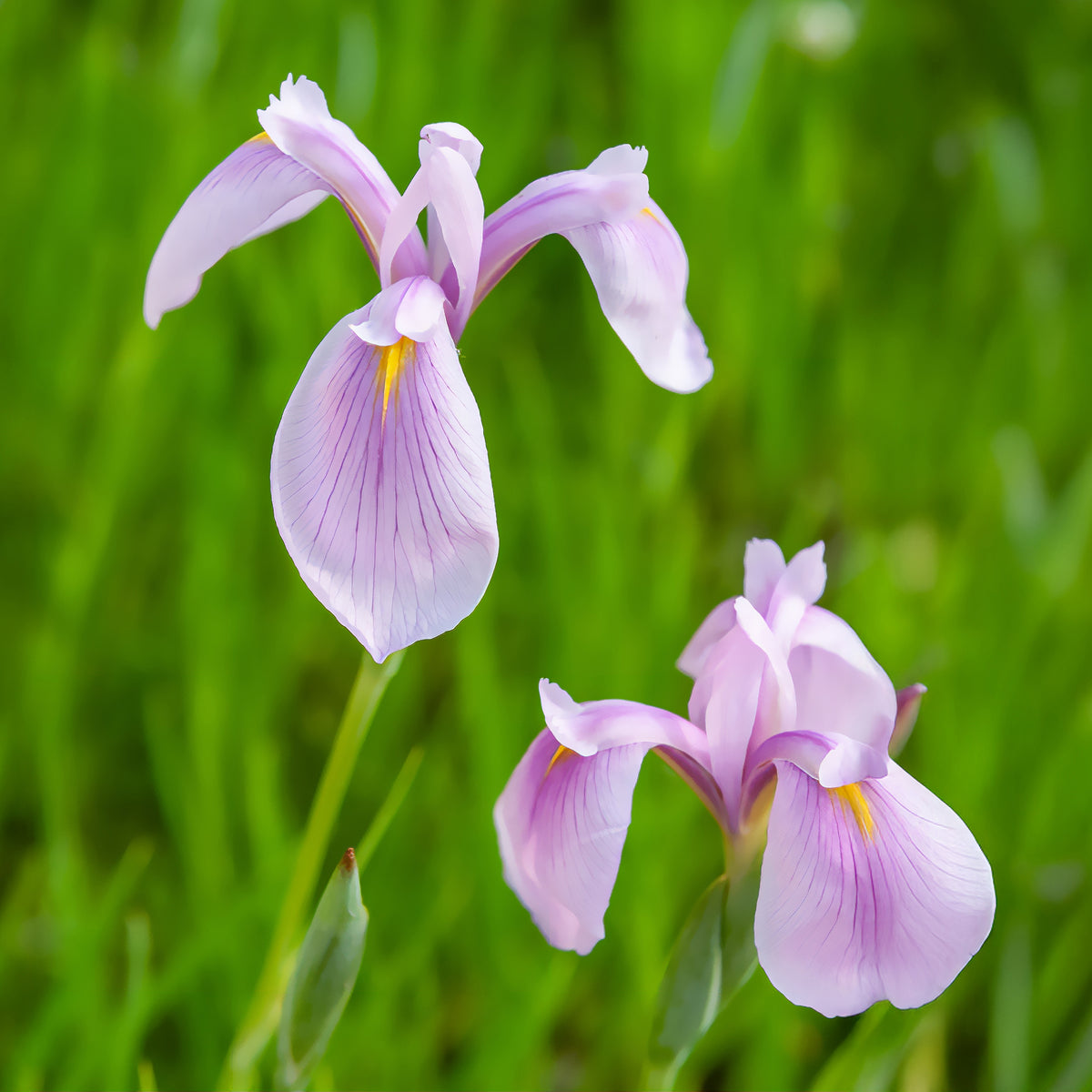 Iris laevigata 'Rose Queen' / Japanse iris - Bakker