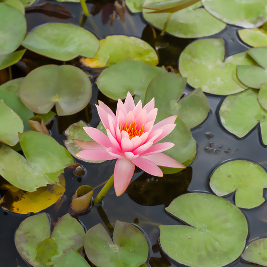 Waterlelie 'Colorado' - Bakker